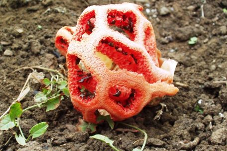 Der rote Gitterling ist normalerweise in wärmeren Ländern zu finden; 2007 wurde er an zwei Stellen in Luxemburg gefunden, ist aber wieder verschwunden