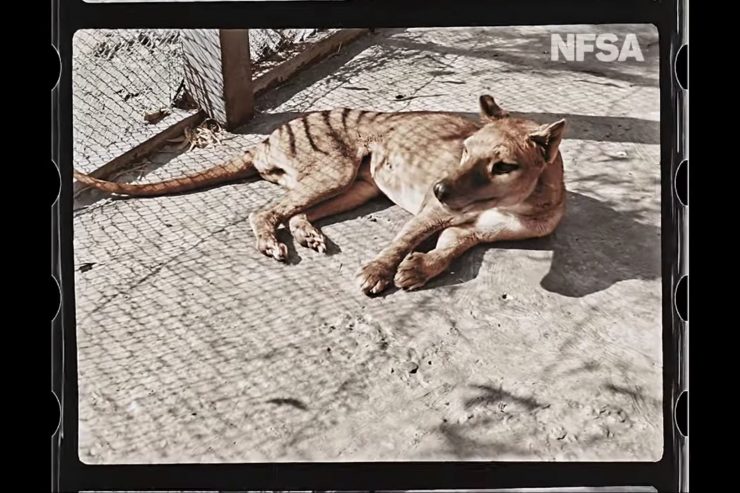 Kolorierter Film / Ausgestorbener Tasmanischer Tiger nun auch in Farbe zu bewundern