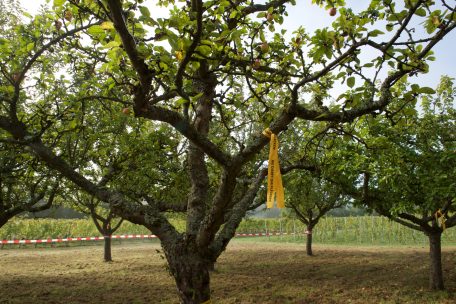 Die leuchtenden Bänder können kostenlos von den Gemeinden beim Landwirtschaftsministerium beantragt werden und sind aus biologisch abbaubarem Material<br />