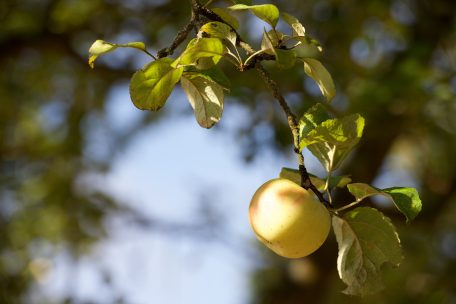 Ohne Erlaubnis des Besitzers von einem Obstbaum dürfen Äpfel, Birnen und Co. nicht einfach gepflückt werden <br />
