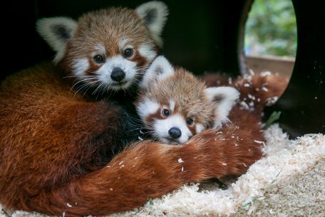 Märchenpark Bettemburg / Rot, flauschig und unglaublich süß – Rote Pandas gehen auf Erkundungstour
