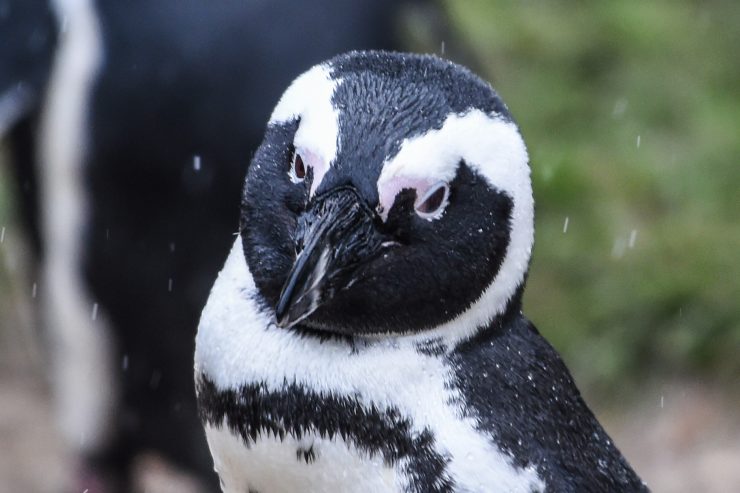 Kinderwissen / Pinguine – Leben am Eis