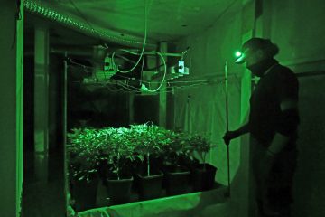 Rauschmittel / „Wieder einen Bock geschossen“: CBD-Unternehmer zweifeln Umschwenken in Sachen Cannabis-Freigabe an