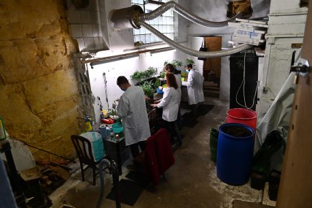 Cannabis-Produktion bei „Farmer CBD Luxembourg“ (Archivbild)