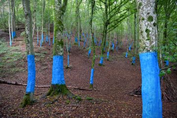 Außergewöhnliche Aktion / Warum in Schifflingen seit kurzem blaue Bäume im Wald stehen