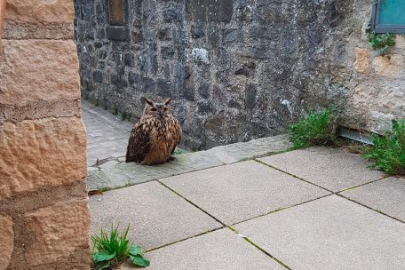 Wildtier / Mitten in Luxemburg: Ein Uhu auf Wenzels Spuren