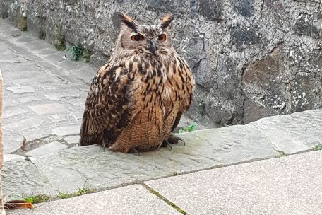 Der Uhu (Bubo bubo) ist eine Vogelart aus der Gattung der Uhus (Bubo), die zur Ordnung der Eulen (Strigiformes) gehört