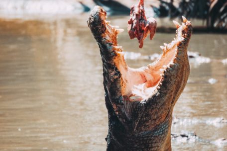 Laut den Krokodilforschern Adam und Erin Britton hat die Zahl der Krokodilattacken über die Jahre hinweg stetig zugenommen, wobei die Anzahl tödlicher Übergriffe nicht ebenso stark angestiegen ist