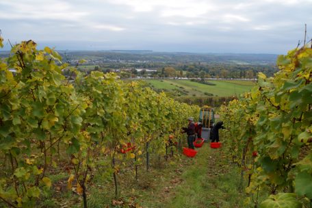 Traubenlese / „Wir können durch die Bank zufrieden sein“: Das Erntejahr in Luxemburg neigt sich dem Ende zu