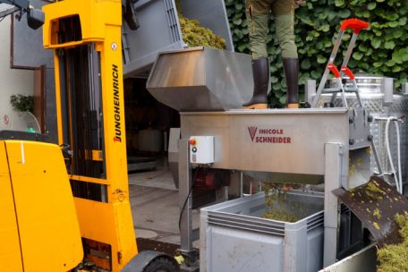 Pinot-Blanc-Trauben werden maschinell entrappt und anschließend mit den Füßen gekeltert