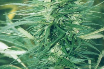 Geplante Legalisierung / Cannabis-Anbau für Einsteiger: Was brauchen vier Hanfpflanzen?