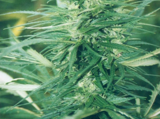 Geplante Legalisierung / Cannabis-Anbau für Einsteiger: Was brauchen vier Hanfpflanzen?
