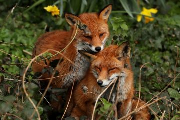 Tollwut ausgeschlossen / Nach erneutem Fuchsbiss in Kehlen: Naturverwaltung stellt Falle auf