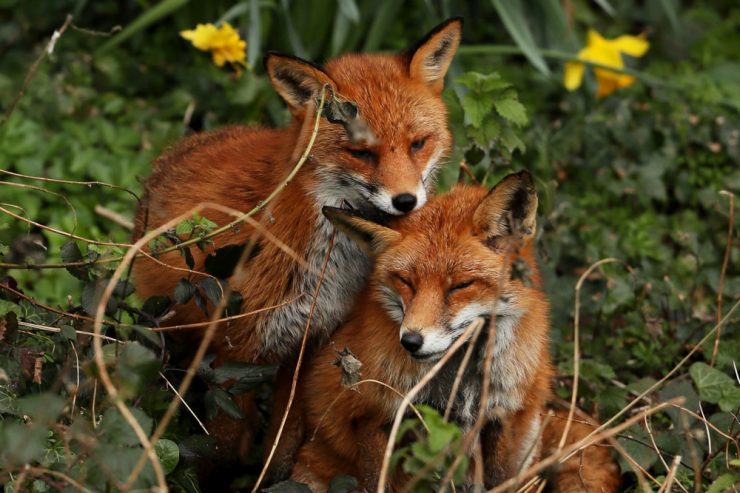 Tollwut ausgeschlossen / Nach erneutem Fuchsbiss in Kehlen: Naturverwaltung stellt Falle auf