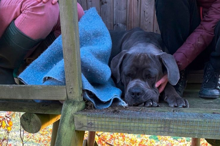 Luxemburg / Wegen Treibjagd: Verängstigter Hund flieht auf Hochsitz