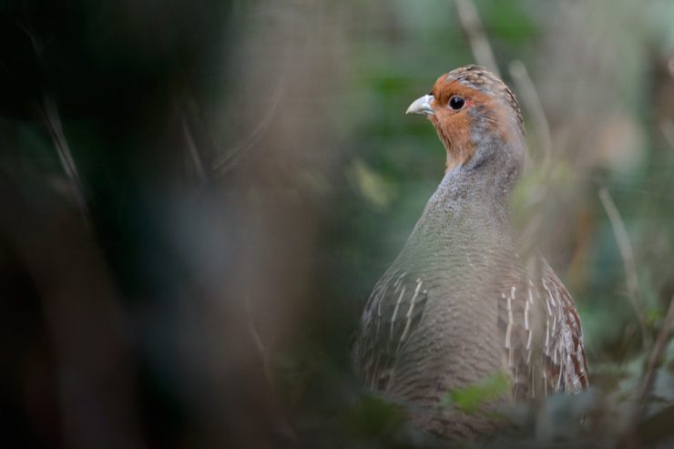 Tierarten sterben aus / Zwei Natur-Vereinigungen reichen Beschwerde gegen Luxemburger Regierung bei EU ein