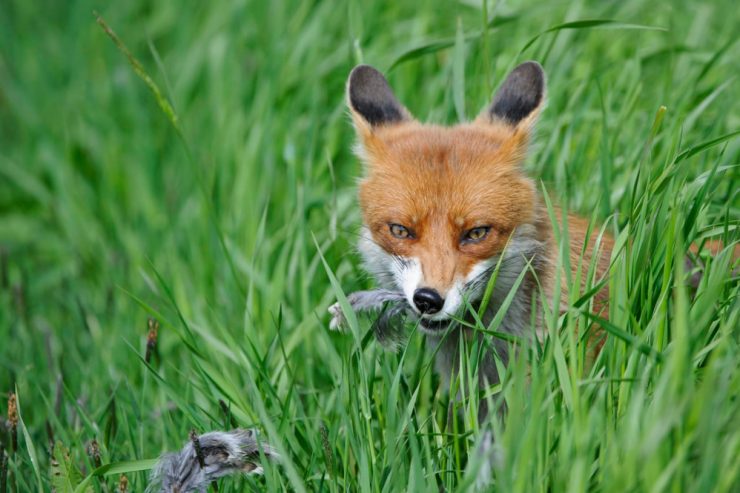 Naturverwaltung / Der beißende Fuchs aus Kehlen ist getötet worden: Keine Anzeichen für Tollwut oder Staupe