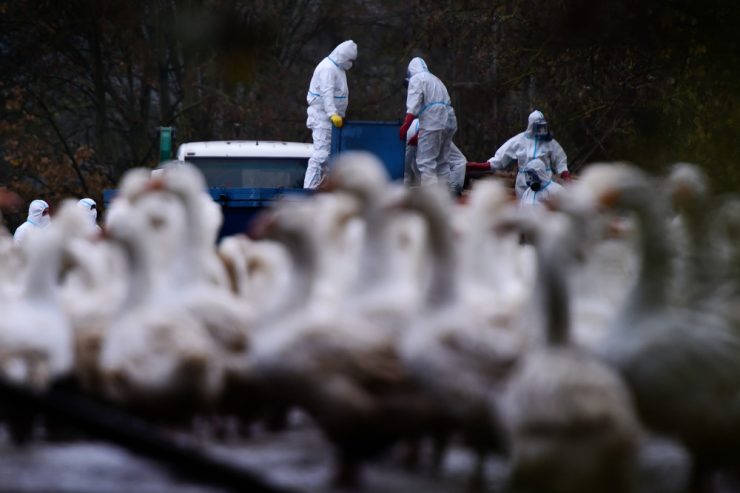 Luxemburg / Veterinärverwaltung meldet zwei Vogelgrippe-Fälle in Remich und Wintringen