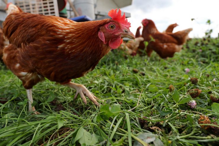 Stallpflicht für Geflügel / Ausbreitung der Vogelgrippe ist weiter möglich – zwei Fälle in Luxemburg