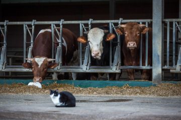 Umwelt / Anzeige gegen Umweltschützer: Ein erfundenes Ministerium beschäftigt die Justiz