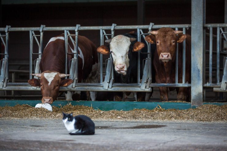 Umwelt / Anzeige gegen Umweltschützer: Ein erfundenes Ministerium beschäftigt die Justiz