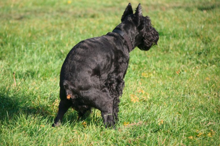 Kot macht erfinderisch / Wie Kommunen in Deutschland uneinsichtige Hundebesitzer bestrafen wollen