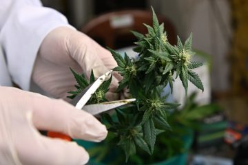 Retro 2021 / Cannabis-Legalisierung: Von der Vorreiterrolle fehlt jede Spur