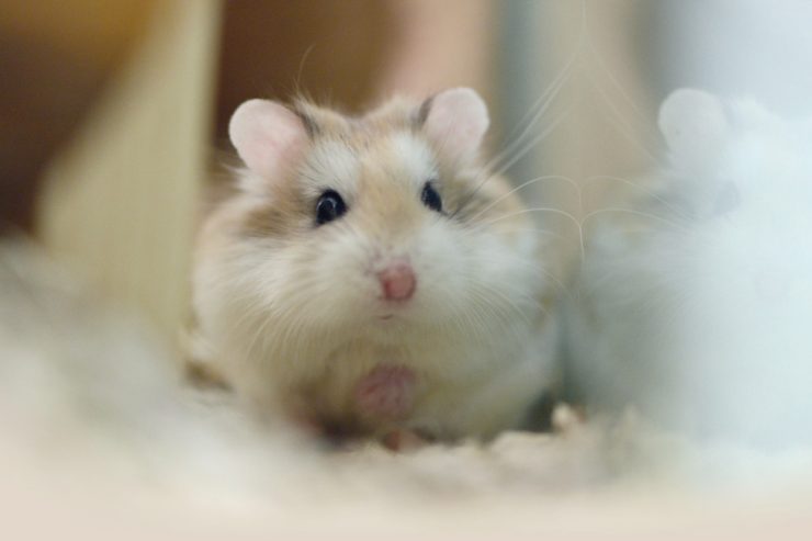 Ratgeber Tiere / Warum Hamster nicht in die Hände kleiner Kinder gehören