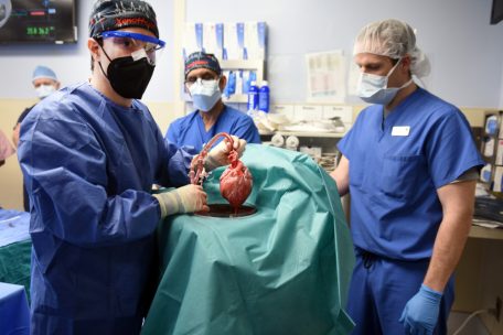 USA / Erstmals Schweineherz-Transplantation für einen Menschen – bisher keine Abstoßung