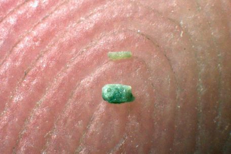 Die Fossilien sind winzig-klein