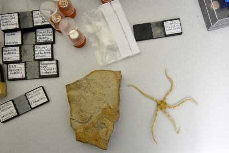 Schlangensternfossilien