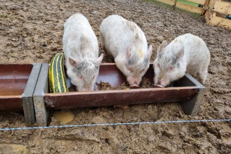 Ratssitzung Sanem / Ein Herz für Schweinchen: Schulkinder sollen Namen vorschlagen