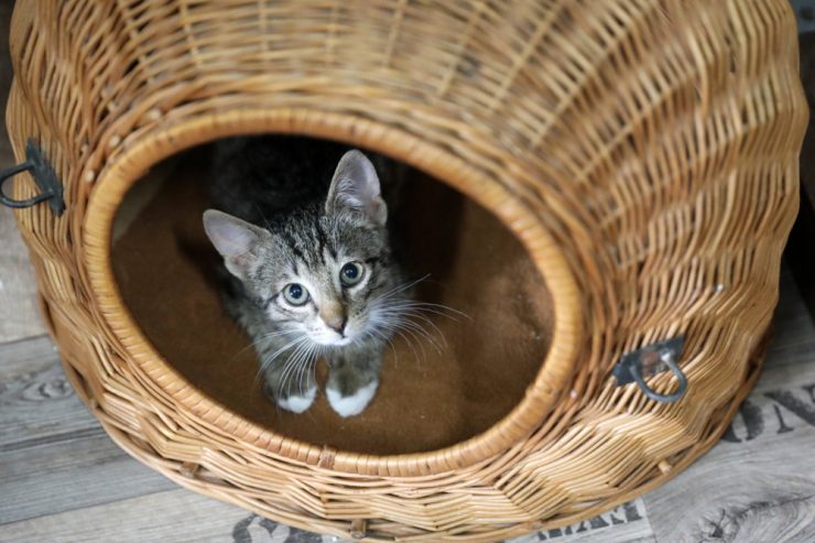 Haustiere / So kommt die Katze ohne Trara in die Box – Hilfreiche Tricks für weniger Stress