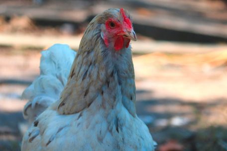 USA / Verdächtiges Huhn direkt vor dem Pentagon abgefangen