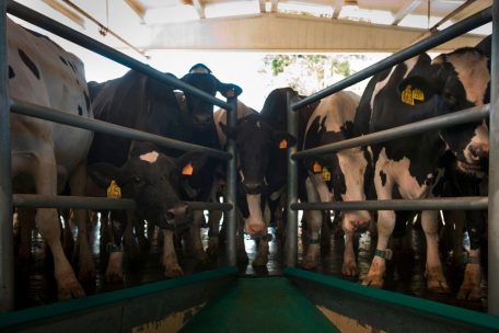 Pour réduire le risque infectieux, „il faut remettre les animaux d’élevage dans les prés et les basses-cours“, affirme Serge Morand