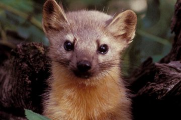 Plagiatsärger / Marder-Motiv der künftigen Euro-Münzen Kroatiens von britischem Tierfoto abgekupfert