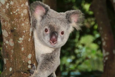 Corona / „Mit klarer Botschaft an die Welt“: Australien öffnet sich noch im Februar für Urlauber