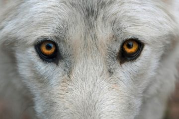 Parlament / Umweltministerin stellt klar: Einem Wolf nachzustellen, kann in Luxemburg sehr teuer werden