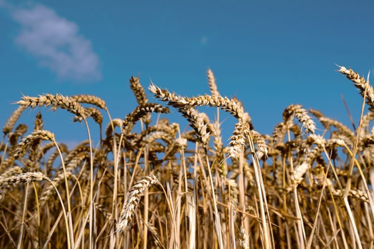 Märkte / Der Preis für Weizen steigt von Rekord zu Rekord – weltweit wird das Folgen haben