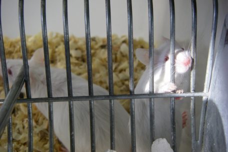 Tierversuchsgegnerin Michèle Dressel / Wie eine europäische Bürgerinitiative Tierversuche stoppen will