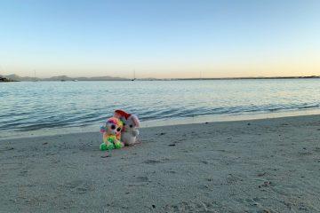 Radfahren auf Mallorca  / Maischen und Puddel auf großer Tour