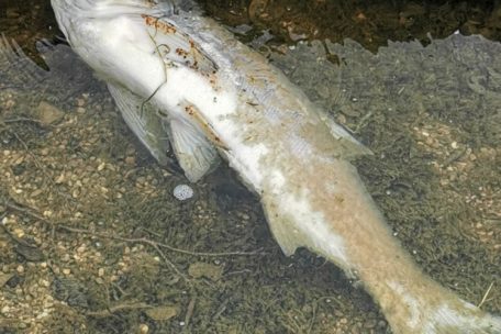 Das Wasserwirtschaftsamt wird Analysen zur Todesursache vornehmen