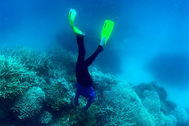 Bleiche am Great Barrier Reef / Forscher: „Ein paar Milliarden weitere Korallen sterben gerade – schon wieder“