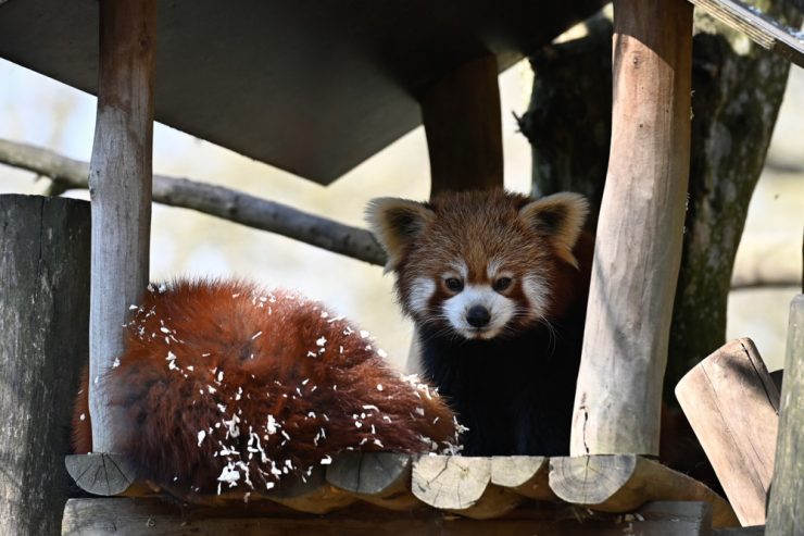 Sehen & Entdecken / Der Märchenpark Bettemburg erwacht aus seinem Winterschlaf