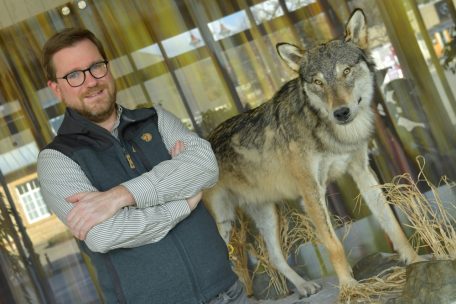 Oft glauben die Menschen laut Laurent Schley von der Naturverwaltung, dass ein Wolf ein anderes, wildes Tier gerissen hat. Vielfach stellt sich allerdings heraus, dass es ein Hund war.