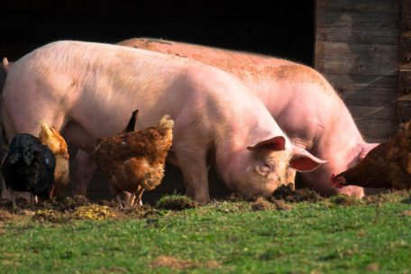Luxemburger Landwirte sind in der Schweinezucht und in der Hühnerhaltung fast gänzlich auf Eiweißfutterimporte angewiesen