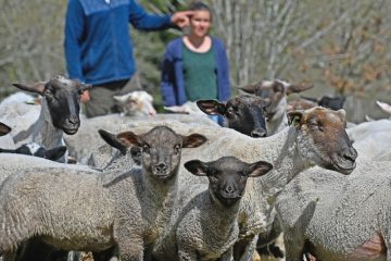 Unesco (Teil 2) / Schafe auf Wanderschaft: Transhumanz soll weltweit immaterielles Kulturerbe werden 