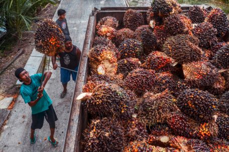Palmöl wird in Indonesien in sehr großen Mengen produziert und größtenteils exportiert