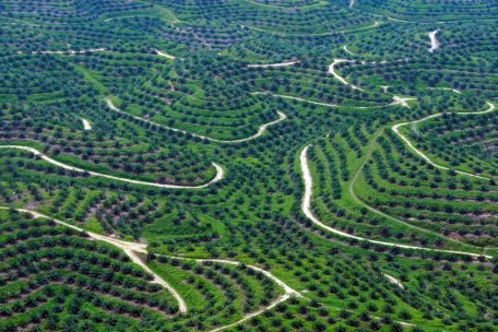 Wegen der Palmölplantagen werden in Südostasien Wälder gerodet: Eine Luftaufnahme zeigt Palmölplantagen in Indonesien