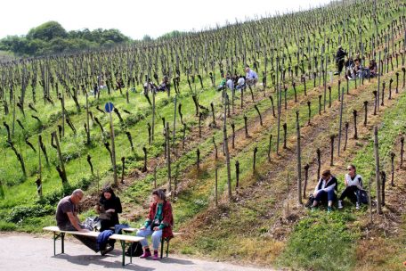 Sonne und Wein genießen in den Rebenhängen